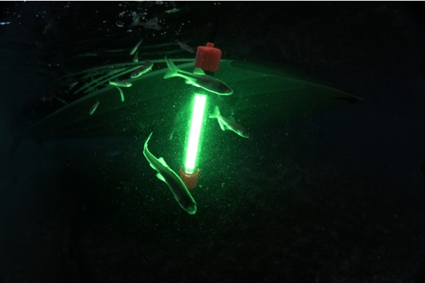 Green submersible fishing light attracting fish